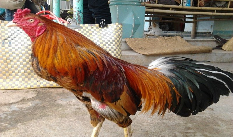 Gà chuối