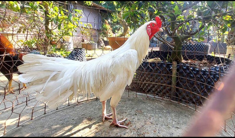 Màu lông gà có thể hiện đá tốt hay không?